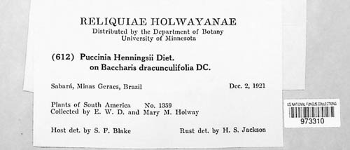 Puccinia henningsii image